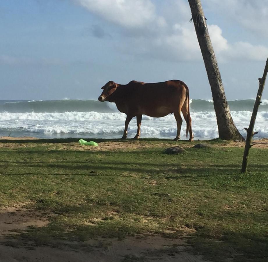 Sundance Surf Coconut Point Hotel Weligama Ngoại thất bức ảnh